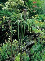 Arizema (Arisaema speciosum)  1 szt.