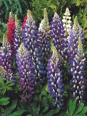 Łubin (Lupinus) Niebieski