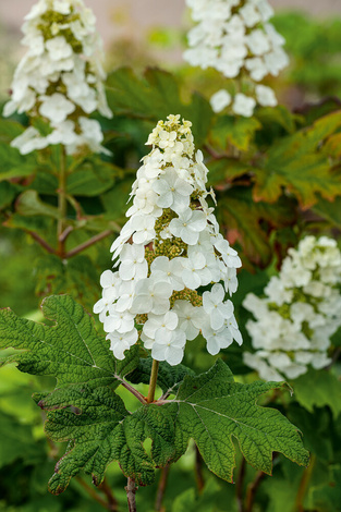 Hortensja dębolistna "Snow Queen"