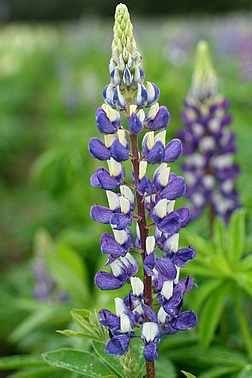 Łubin (Lupinus) Niebieski