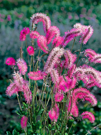 Krwiściąg (Sanguisorba obtusa)