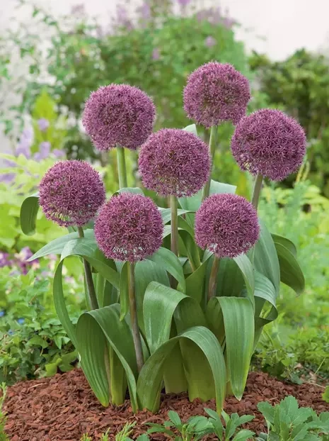 Czosnek Ozdobny (Allium) 'Ostara' 2 szt.