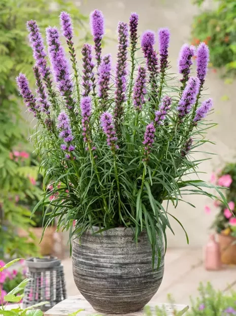 Liatra kłosowa (Liatris spicata) 'Kobold'