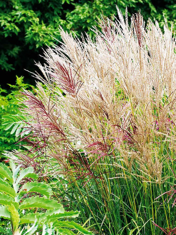 Miskant chiński (Miscanthus sinensis) 'Ferner Osten'