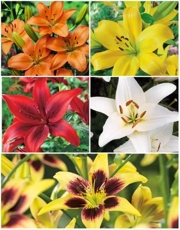 Lilia Azjatycka ( Lilium ) Mix 25 szt.