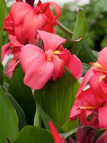 Paciorecznik (Canna) 'Orchid' 1 szt.