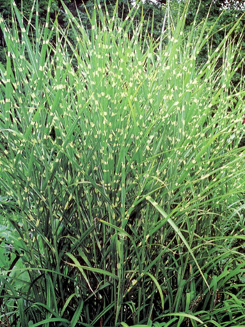 Miskant chiński (Miscanthus sinensis) 'Zebrinus'