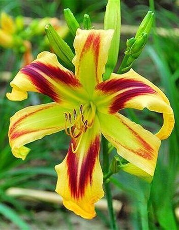 Liliowiec (Hemerocallis) ' Free Wheelin ' 1 szt.