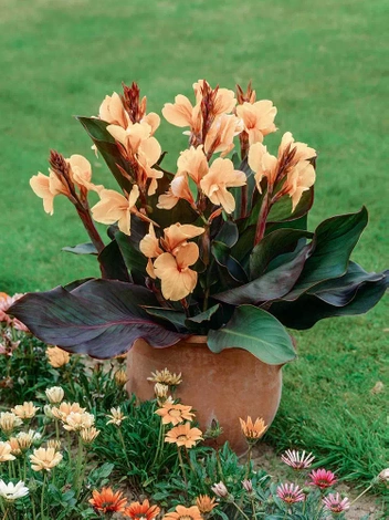 Paciorecznik (Canna) 'Angel Martin' 1 szt.