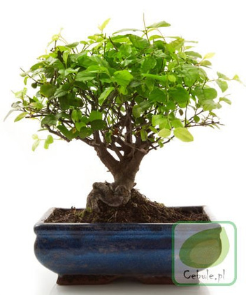 Drzewko Bonsai "Ligustrum" 20 cm wysokości w ceramicznej doniczce