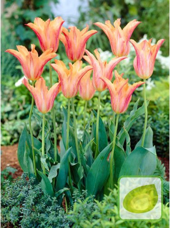 Tulipan (Tulipa) 'Marjan'