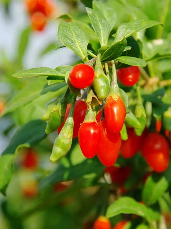 Jagoda Goji (Lycium barbarum) 'New Big'