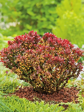 Berberys (Berberis thunbergii) 'Bagatelle'