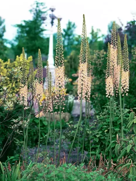 Pustynnik (Eremurus) 'Roford' 1 szt