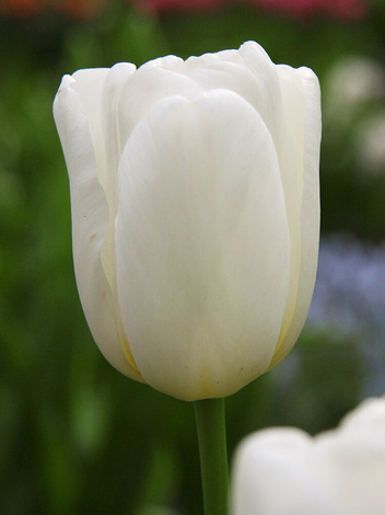 Tulipan Triumph (Tulipa) 'White Dream' 5 szt.