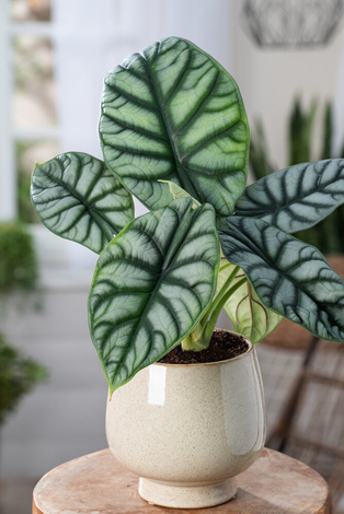 Alokazja Silver Dragon (Alocasia baginda silver dragon)