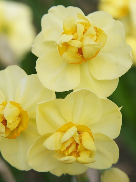 Narcyz Pełny (Narcissus) 'Yellow Cheerfulness' 5 szt.