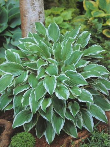 Funkia (Hosta undulata) 'Albomarginata'