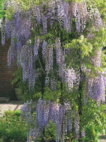 Nasiona Glicynia Chińska - Wisteria Sinesis