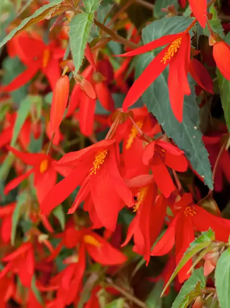 Begonia Boliviensis Santa Cruz 1 szt. Sklep Cebule.pl