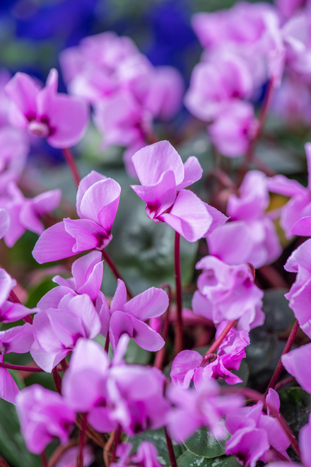 Cyklamen dyskowaty ( Cyclamen coum ) 1 szt.