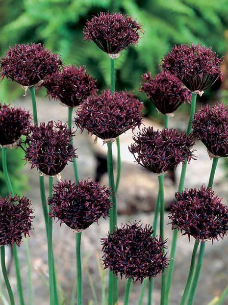 Czosnek (Allium) 'Atropurpureum' 5 szt.