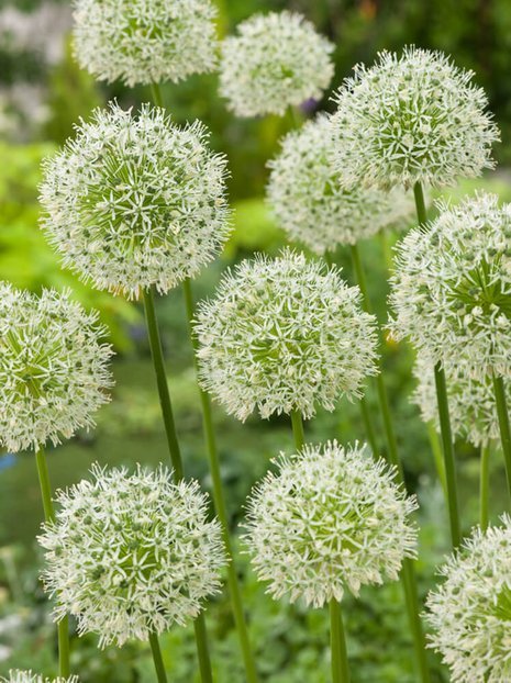 Czosnek (Allium nigrum) 5 szt.