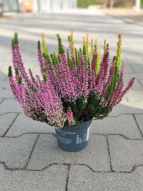 Duży Wrzos Trzykolorowy w doniczce (Calluna Vulgaris Tricolor)