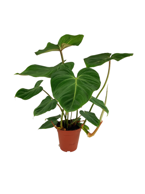 Filodendron Gloriosum (Philodendron Gloriosum)