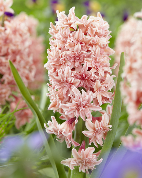 Hiacynt ( Hyacinthus ) 'Masquerade' 3 szt.