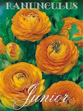 Jaskier (Ranunculus) Orange 5 szt.