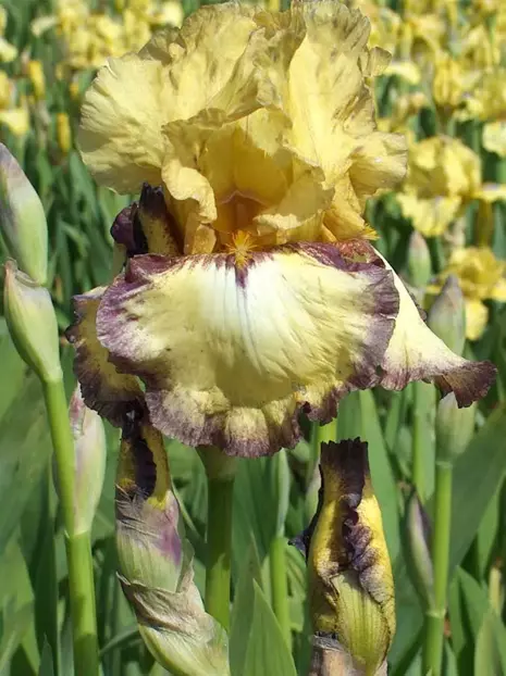 Kosaciec bródkowy (Iris germanica) ' Bullwinkle ' 1 szt.