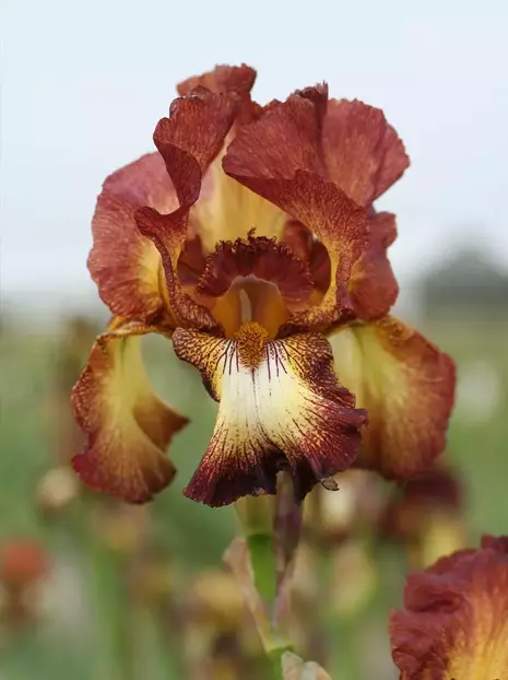 Kosaciec bródkowy (Iris germanica) ' Ride Joy ' 1 szt.