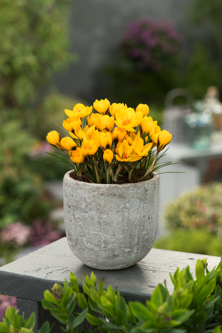 Krokus (Crocus) Goldilocks 5 szt.