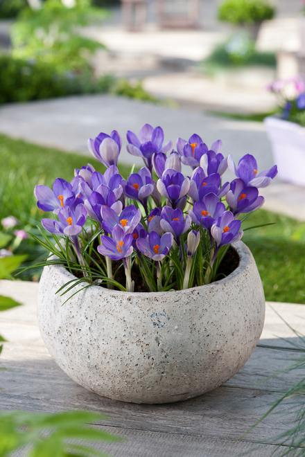 Krokus (Crocus) Yalta   5 szt.