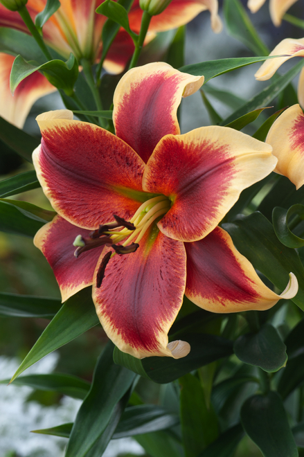 Lilia (Lilium) 'Beverly Dreams' 1 szt.