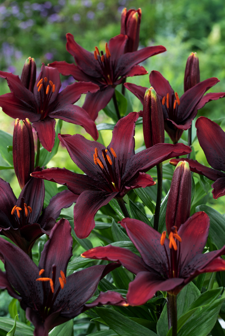 Lilia (Lilium) 'Blacklist' 1 szt.