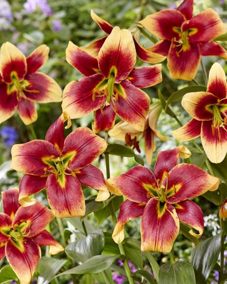 Lilia ( Lilium ) Red Morning 1 szt.