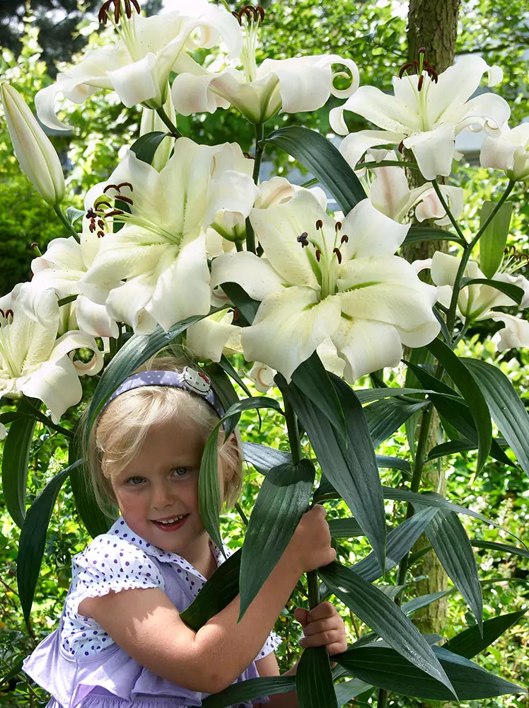 Lilia drzewiasta (Lilium) Pretty Woman 1 szt.