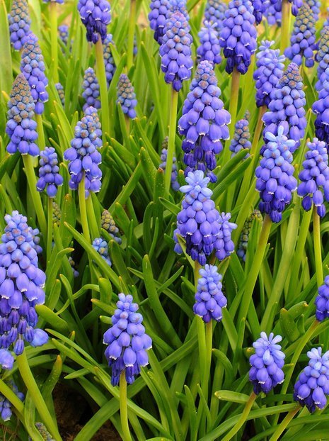 MEGAPAKA Szafirek (Muscari) 'Armeniacum' 100 szt.