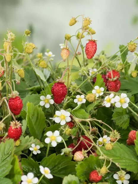 Malinotruskawka (Rubus illecebrosus)- Krzew Owocowy