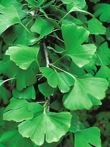 Miłorząb japoński (Ginkgo biloba)