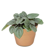 Peperomia Milano (Peperomia caperata ‘Milano’) 