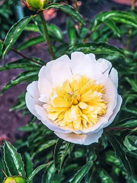 Piwonia (Paeonia) 'Honey Gold' 1 szt.