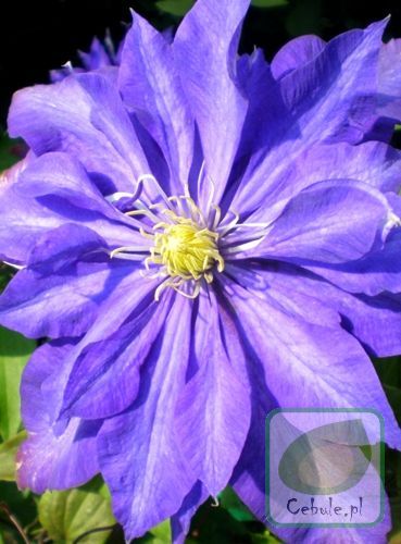 Powojnik (Clematis) Daniel Deronda