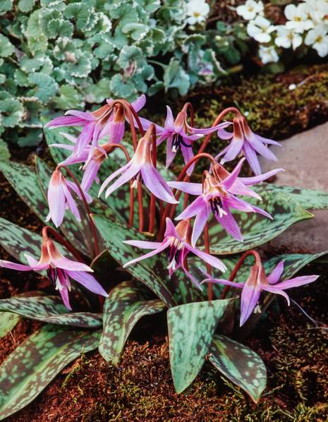 Psiząb (Erythronium) Purple King 1 szt.