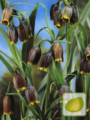 Szachownica (Fritillaria) Uva Vulpis 5 szt.