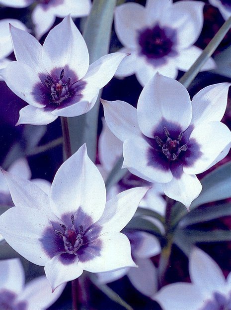 Tulipan Botaniczny (Tulipa alba maculata courulea) Biały 1 szt.