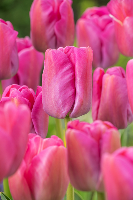 Tulipan Darwina ( Tulipa ) Purple Pride 5 szt.