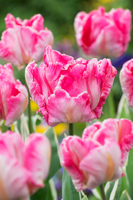 Tulipan Papuzi (Tulipa) Elsenburg 5 szt.